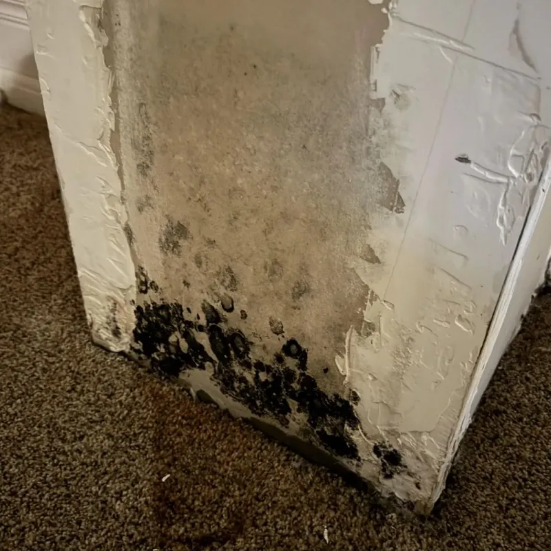 Professional Mold Removal in South Bay, FL